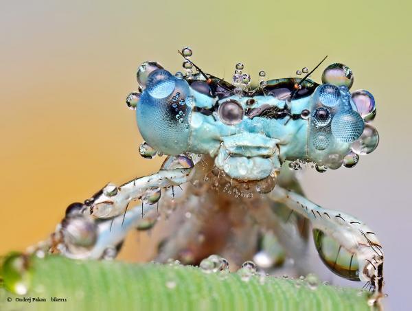 Makro Fotografi Serangga 