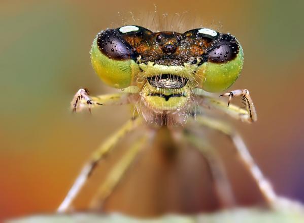 Makro Fotografi Serangga 