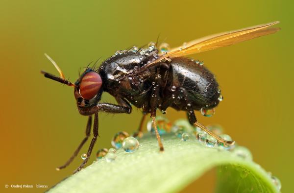 Makro Fotografi Serangga 