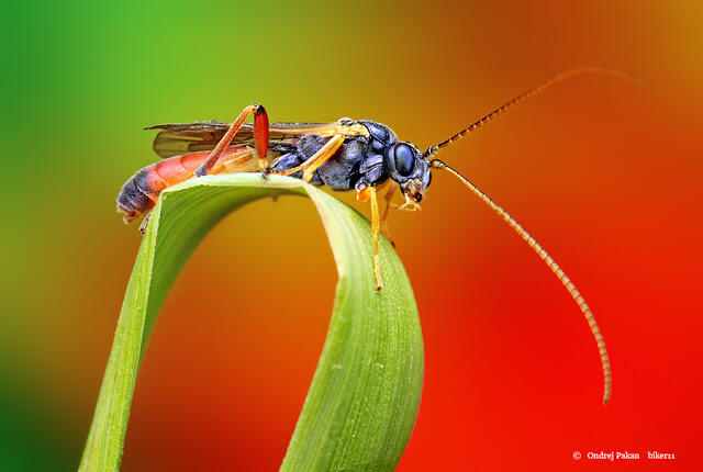 Makro Fotografi Serangga 