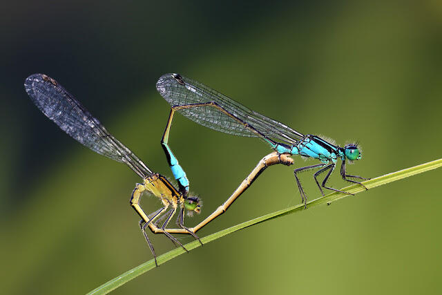 Makro Fotografi Serangga 