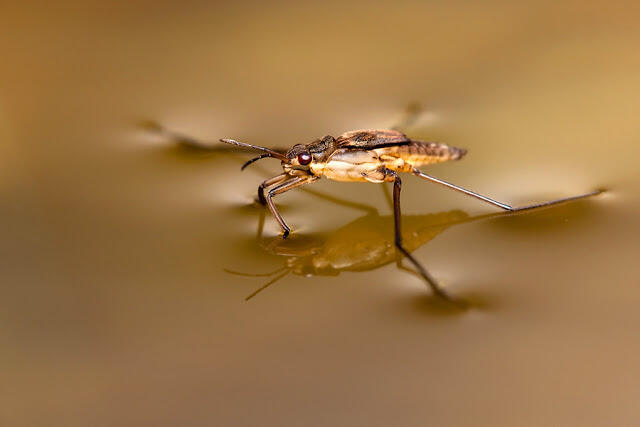 Makro Fotografi Serangga 