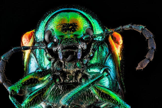 Makro Fotografi Serangga 