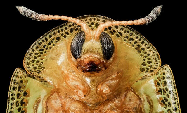 Makro Fotografi Serangga 