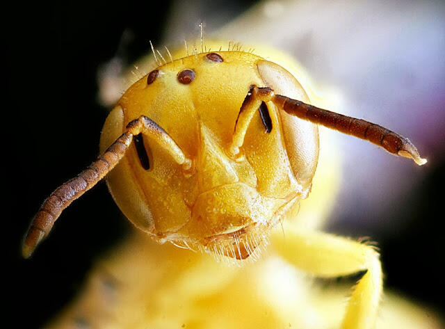 Makro Fotografi Serangga 