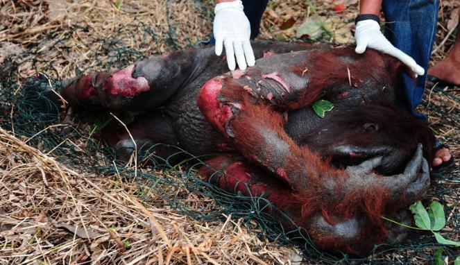 Nasib orang utan!