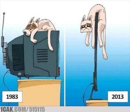 TERNYATA KUCING ITU . . . . 