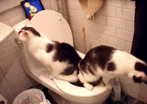 TERNYATA KUCING ITU . . . . 