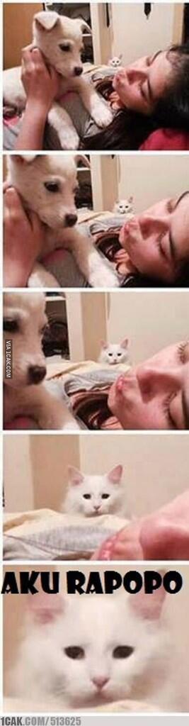 TERNYATA KUCING ITU . . . . 