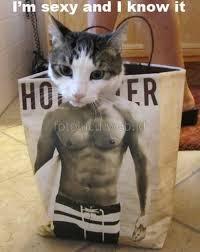 TERNYATA KUCING ITU . . . . 