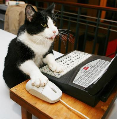 TERNYATA KUCING ITU . . . . 