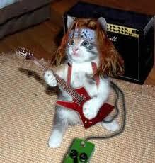 TERNYATA KUCING ITU . . . . 