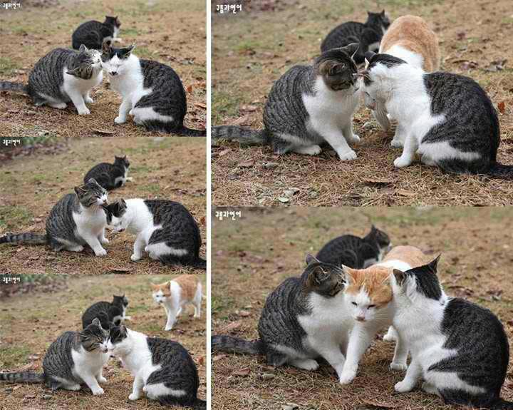 TERNYATA KUCING ITU . . . . 
