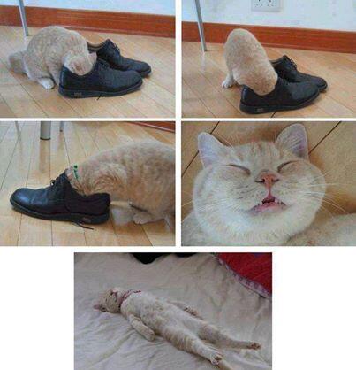 TERNYATA KUCING ITU . . . . 