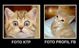 TERNYATA KUCING ITU . . . . 