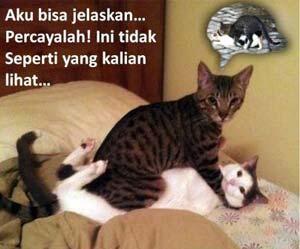 TERNYATA KUCING ITU . . . . 