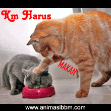 TERNYATA KUCING ITU . . . . 