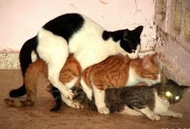 TERNYATA KUCING ITU . . . . 
