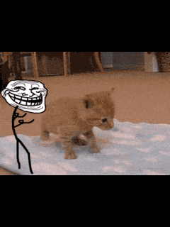 TERNYATA KUCING ITU . . . . 