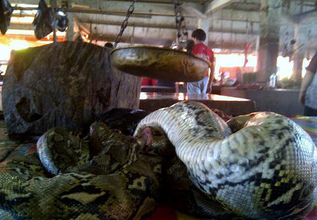 Pasar Tomohon , Pasar yang menjual daging anjing , ular ,biawak dan satwa liar lainya