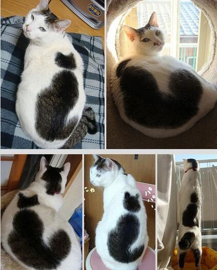 Kucing kucing yang memiliki tanda unik di tubuhnya..