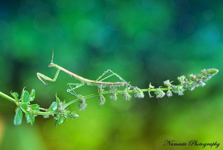 Mepercantik Foto dengan Bokeh Buatan