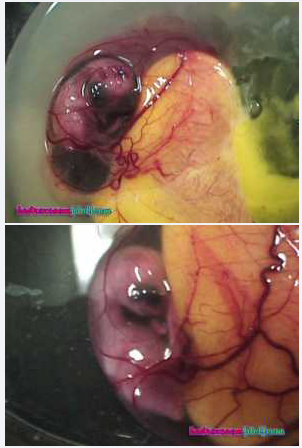 Inilah Foto Foto Proses Terjadinya Anak Ayam Dalam Telur
