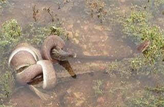 Ular Phyton Lawan Buaya, Siapa Menang?