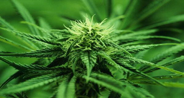GANJA MENGANDUNG ZAT PEMBUNUH!!!!!!!