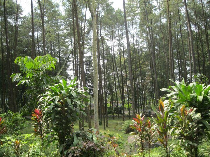 SELAMAT MENDAKI GUNUNG SELAMET 