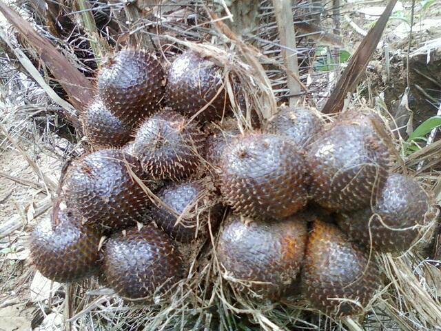 15 Buah Yang Biasa Orang Indonesia Makan