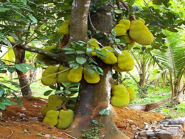 15 Buah Yang Biasa Orang Indonesia Makan