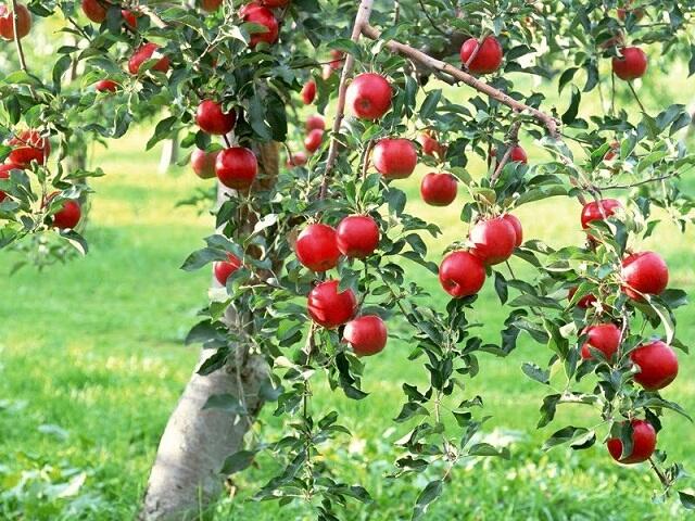 15 Buah Yang Biasa Orang Indonesia Makan