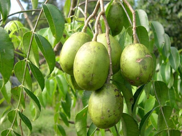 15 Buah Yang Biasa Orang Indonesia Makan