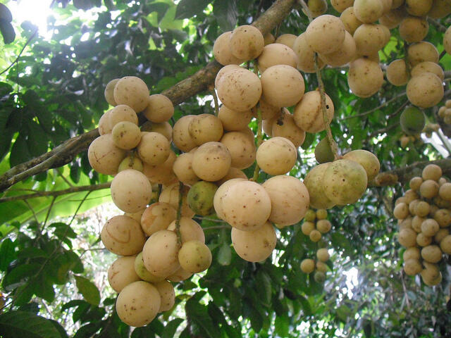 15 Buah Yang Biasa Orang Indonesia Makan