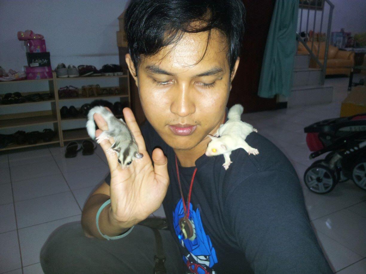 Terjual SUGAR GLIDER MORPH ALBINO ADULT | KASKUS
