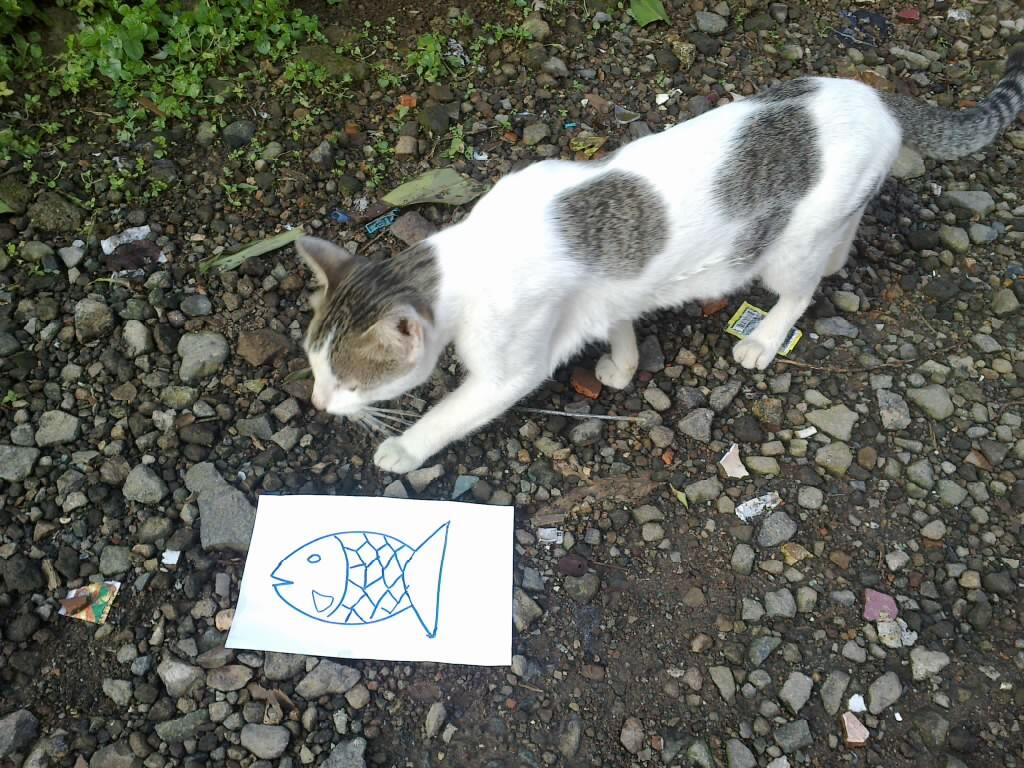 masuk sini lu...yg ngakunya pecinta kucing....