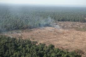 Finger Print untuk Mencegah Illegal Logging?