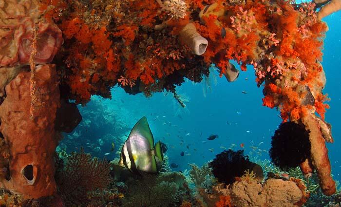7 Taman Laut Terindah di Indonesia 