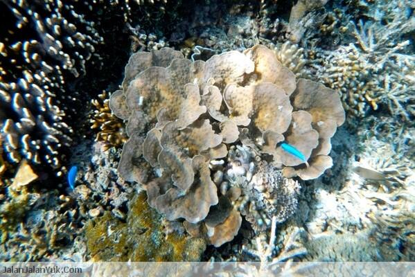 7 Taman Laut Terindah di Indonesia 