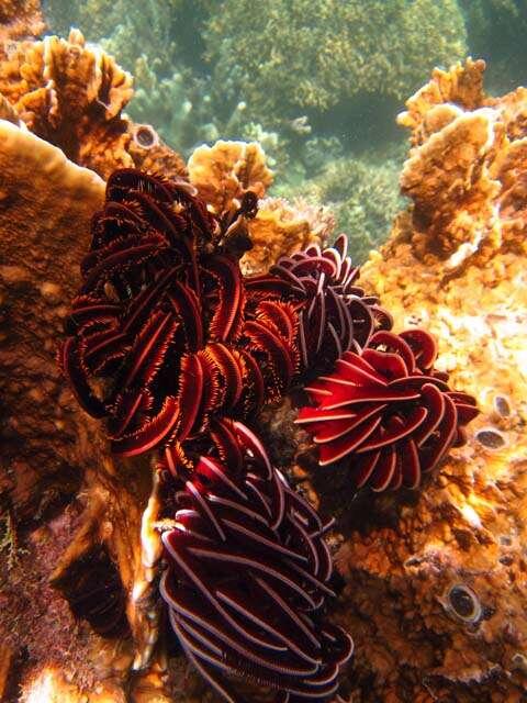 7 Taman Laut Terindah di Indonesia 