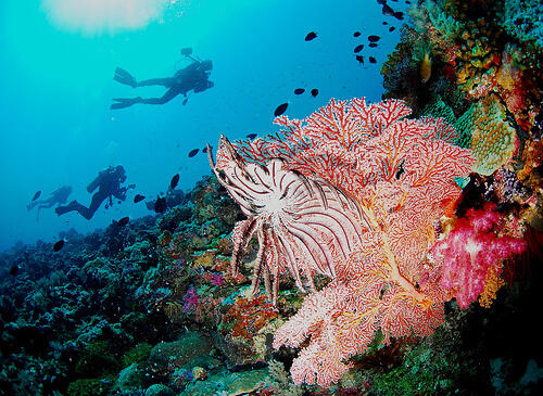 7 Taman Laut Terindah di Indonesia 