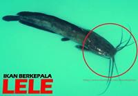 Geger Ikan berkepala Lele ada di kali krukut 