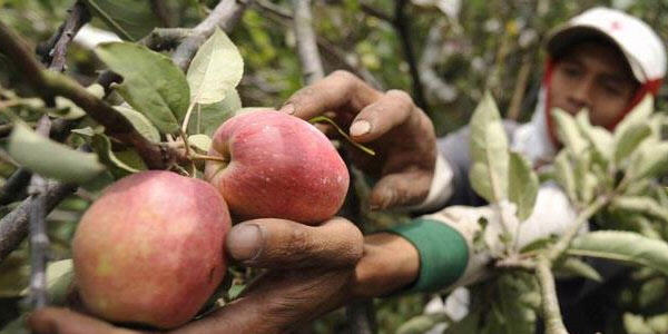 Ini 5 Makanan Sehat untuk Jantung Anda