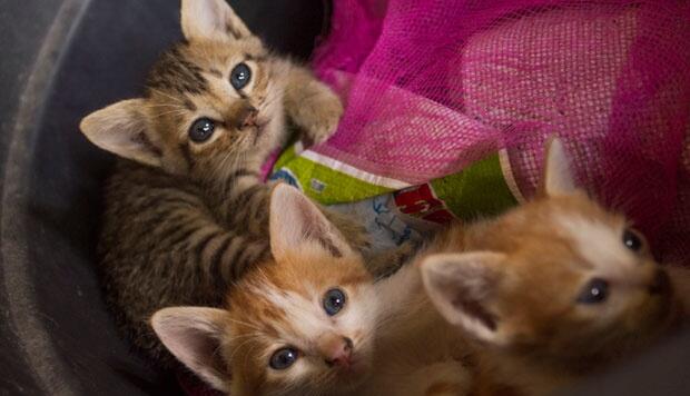 ("Gali Saja, Pasti Banyak tulang2") Bagi Danang, Kucing Tak Termasuk Hewan Dilindungi