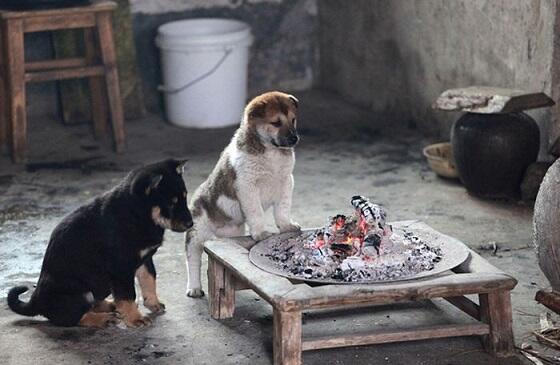Kamu akan tersentuh dan tersenyum haru melihat sekelompok anak2 anjing ini