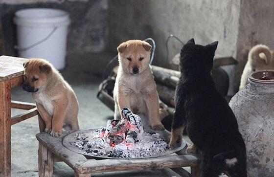 Kamu akan tersentuh dan tersenyum haru melihat sekelompok anak2 anjing ini