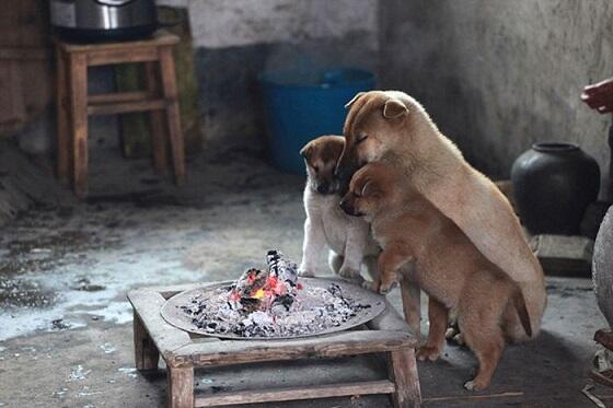 Kamu akan tersentuh dan tersenyum haru melihat sekelompok anak2 anjing ini