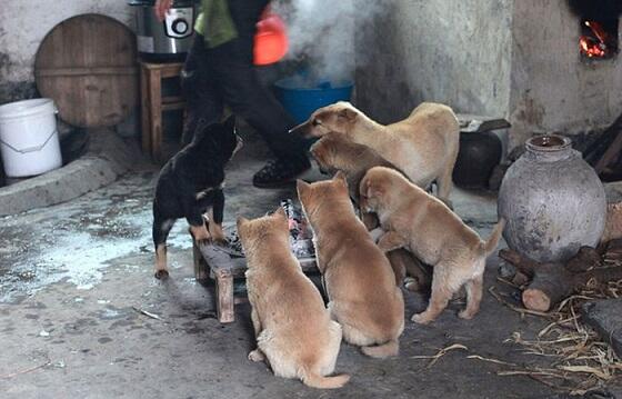 Kamu akan tersentuh dan tersenyum haru melihat sekelompok anak2 anjing ini