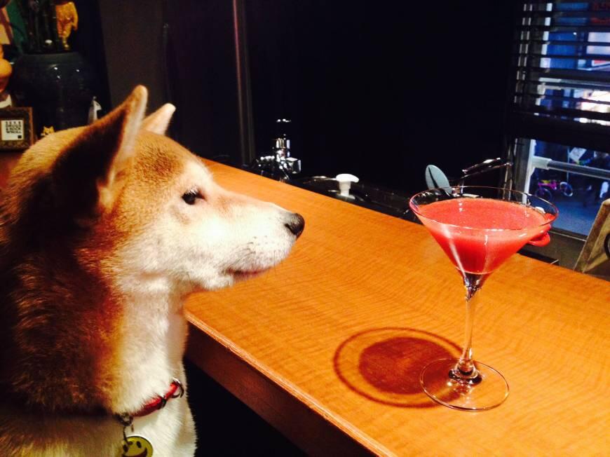 Mengenal Hana-Chan, Anjing Menggemaskan yang Siap Menemani Anda di Bar